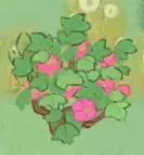 木槿