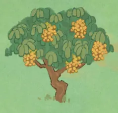 龍眼樹