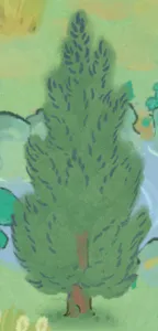 普通柏樹