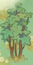 五加皮樹