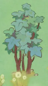 千年五加皮樹