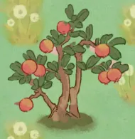 石榴樹