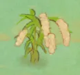 秫