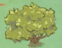 茶樹