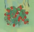 枸杞樹