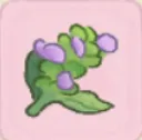 夏枯草
