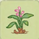 山薑