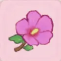 木槿