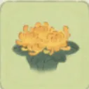 菊花黃