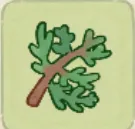 柏葉