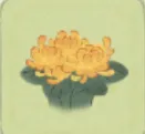 菊花黃