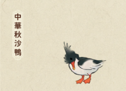 中華秋沙鴨