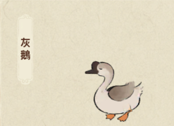 灰鵝