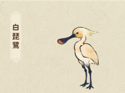 白琵鷺