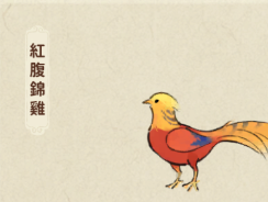 紅腹錦雞