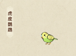 虎皮鸚鵡