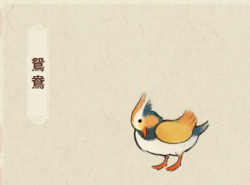 鴛鴦