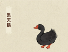 黑天鵝