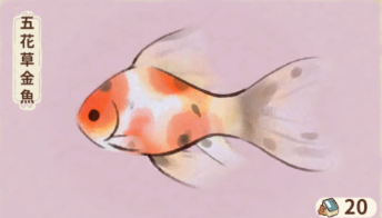 五花草金魚