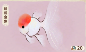 紅帽金魚