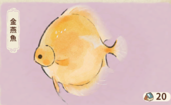 金燕魚